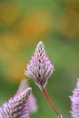 Pink mulla mulla Ptilotus exaltatus Joey, close-up of feathery pink flower Royalty Free Stock Photo